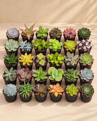 Mini succulenten mix (30 planten, pot ø5,5 cm)