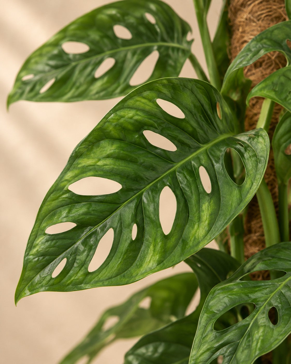 Närbild på bladen hos Monstera adansonii