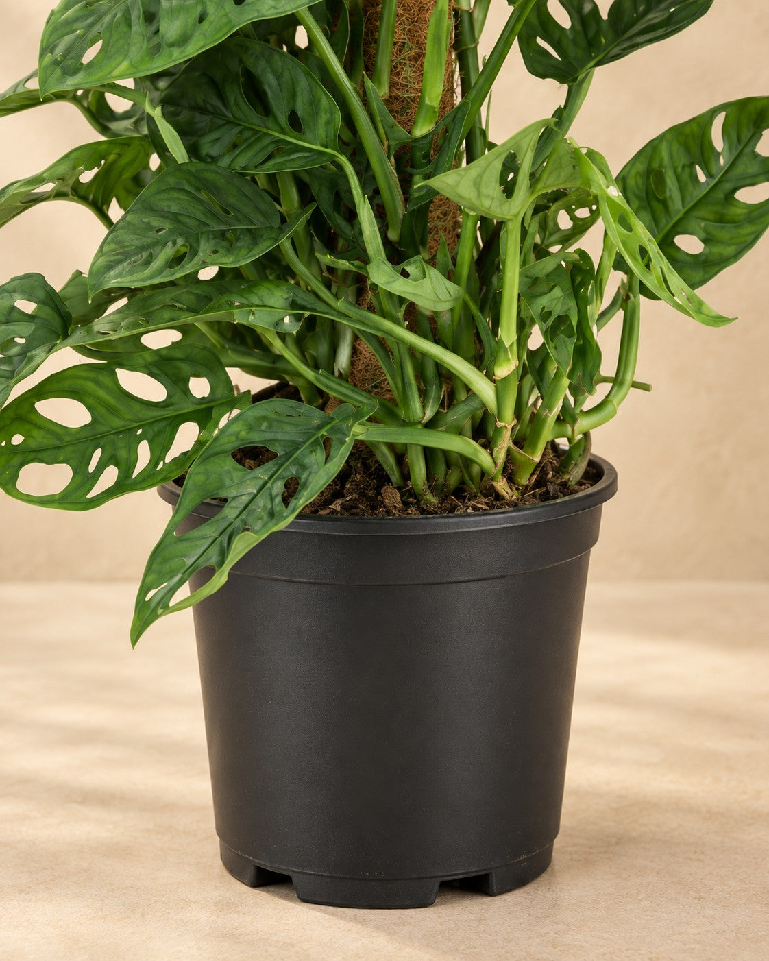 Partie basse de Green boutiQ Plante d'intérieur Masque de Singe Monstera Andansonii Bâton de Mousse Vert Faible entretien 1 Pot de Plante Hauteur (Monstera adansonii) avec son pot de culture
