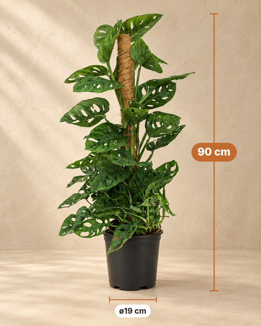 Green boutiQ Plante d'intérieur Masque de Singe Monstera Andansonii Bâton de Mousse Vert Faible entretien 1 Pot de Plante Hauteur 90 cm - ø19