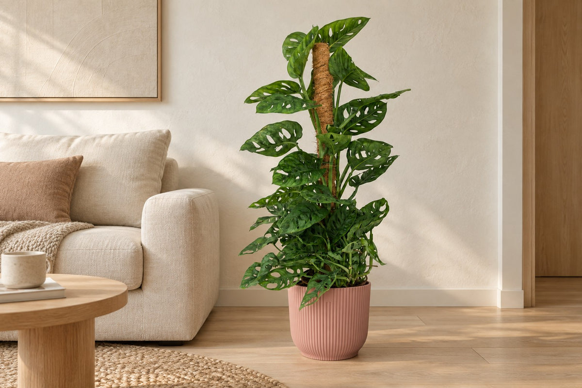 Green boutiQ Plante d'intérieur Masque de Singe Monstera Andansonii Bâton de Mousse Vert Faible entretien 1 Pot de Plante Hauteur, 90 cm, dans cache-pot elho Vibes Fold Round roze dans un salon lumineux