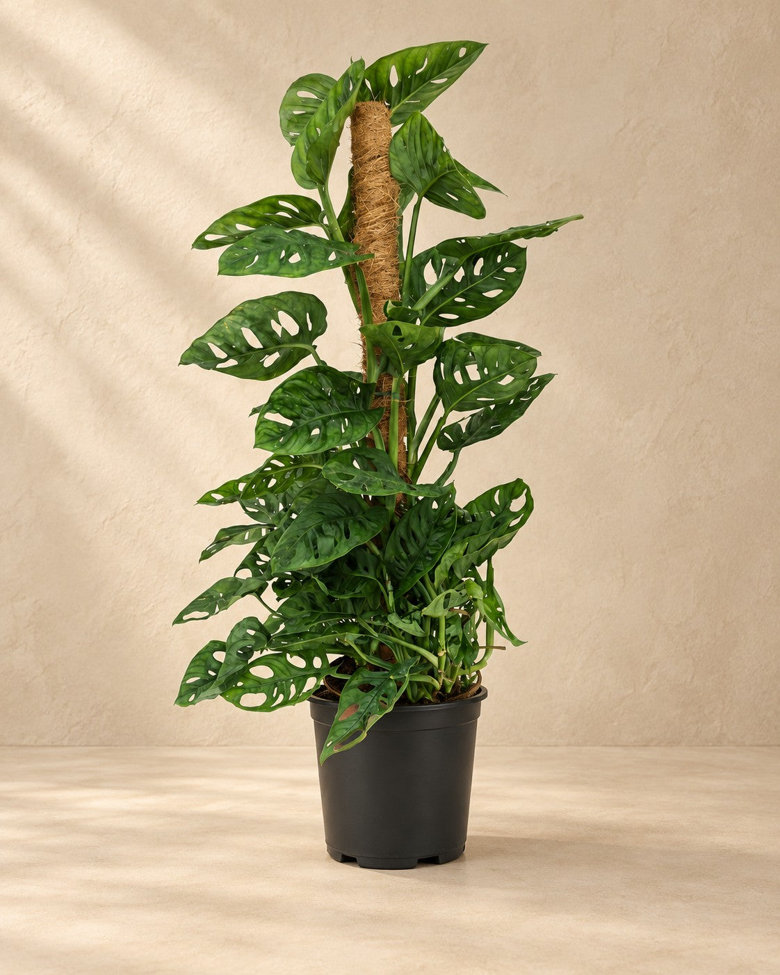 Monstera adansonii, 90 cm hög i en 19 cm odlingskruka