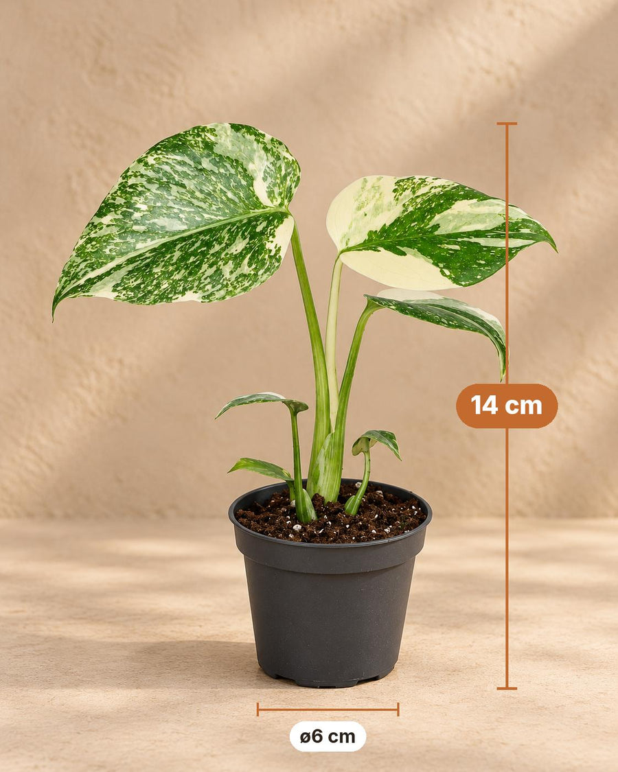 Swiss cheese plant (Monstera 'Creme Brulee') 14 cm tall, pot ø6 cm