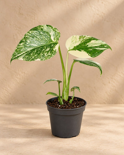 Swiss cheese plant 14 cm tall, pot ø6 cm