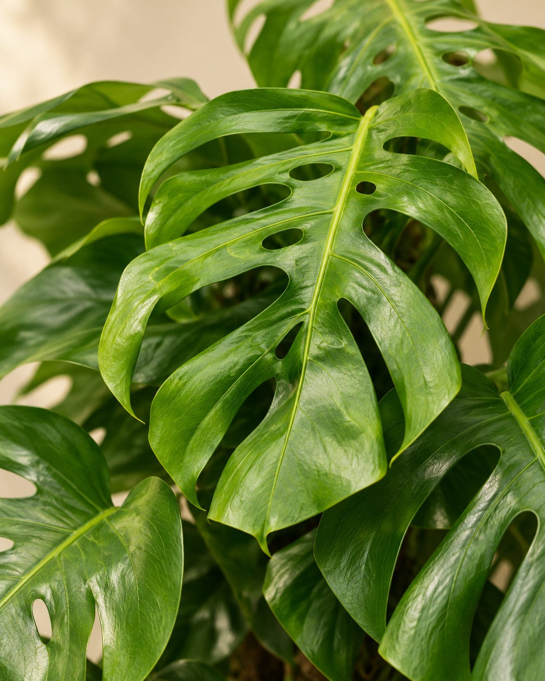 Close-up van het blad van de Monstera deliciosa