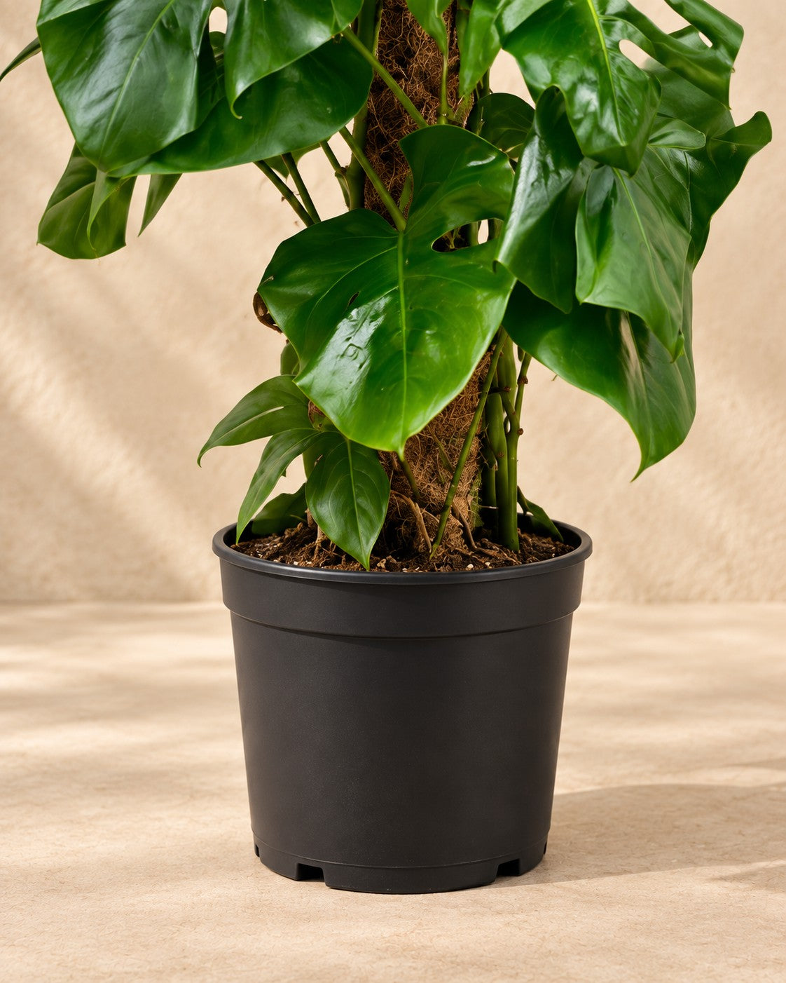 Onderste deel van de Monstera deliciosa met de kweekpot