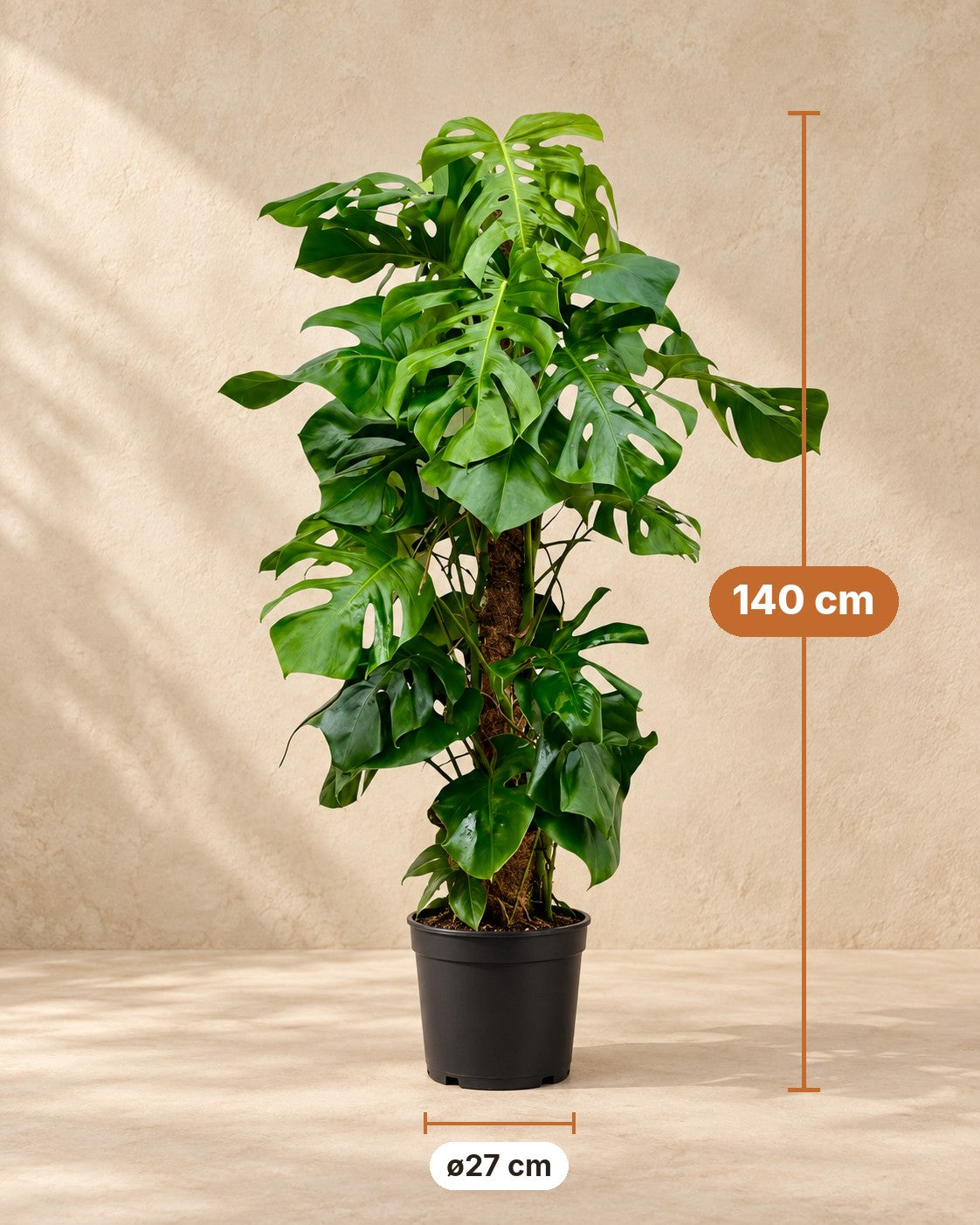 Afmetingen Monstera deliciosa: 140 cm hoog, pot ø27 cm
