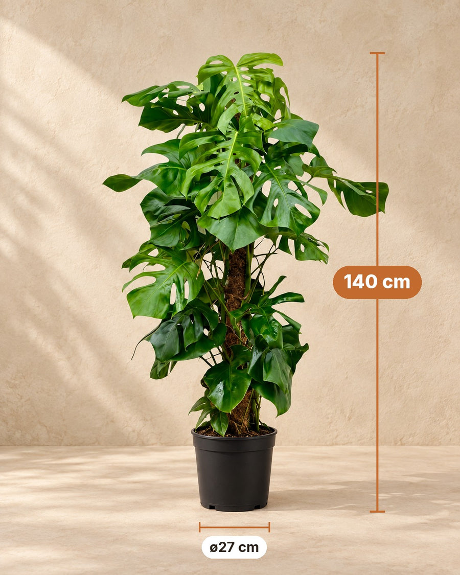 Monstera deliciosa (gatenplant) 140 cm hoog, pot ø27 cm