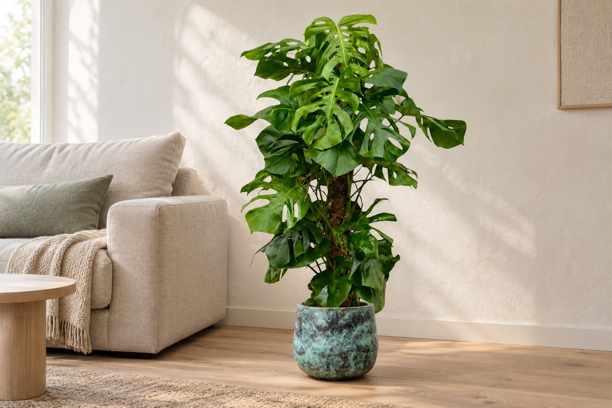 Monstera deliciosa van 140 cm in sierpot Elisa Mystic Green in een lichte woonkamer