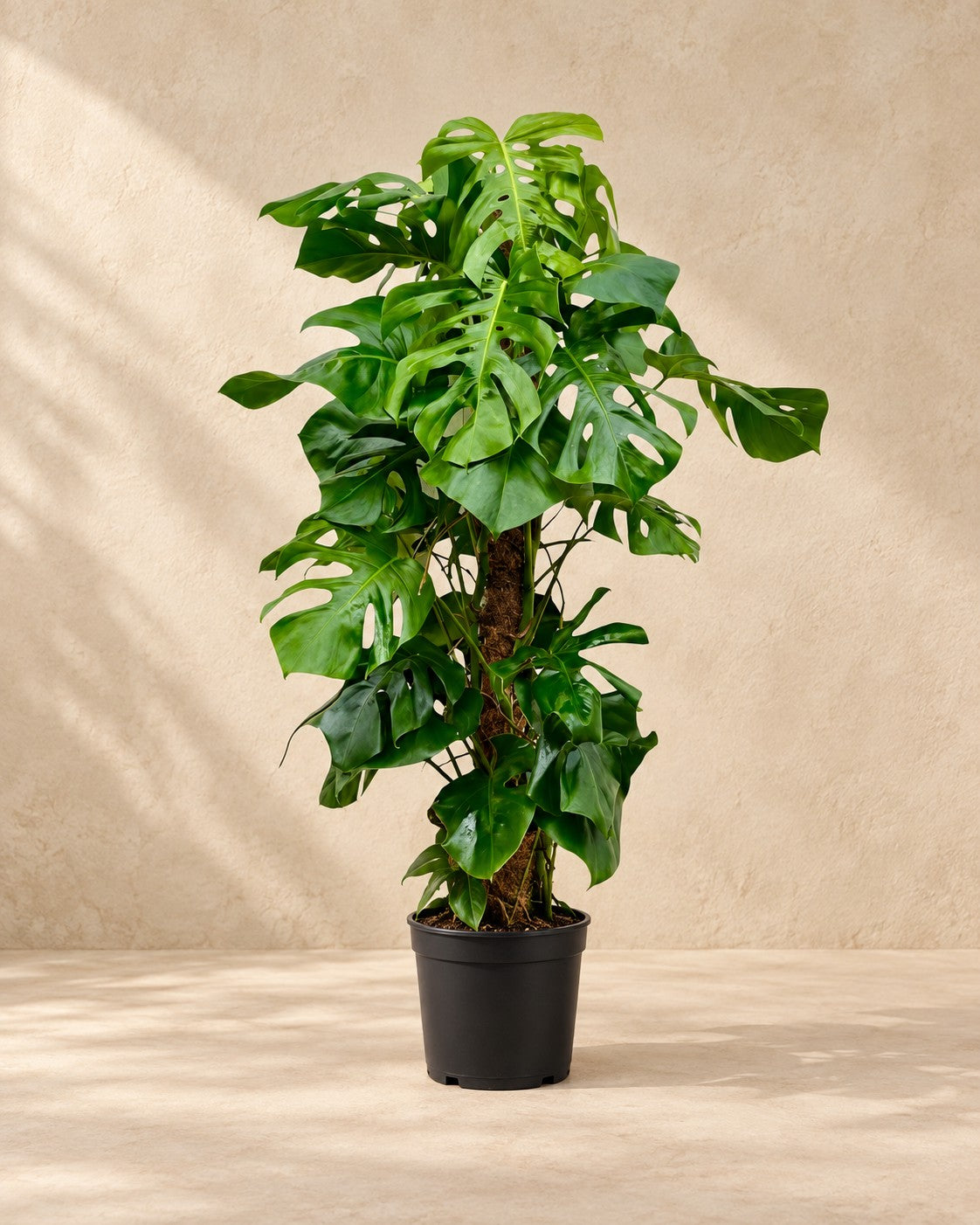 Monstera deliciosa van 140 cm hoog in kweekpot van 27 cm