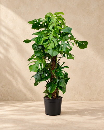 Monstera deliciosa van 140 cm hoog in kweekpot van 27 cm