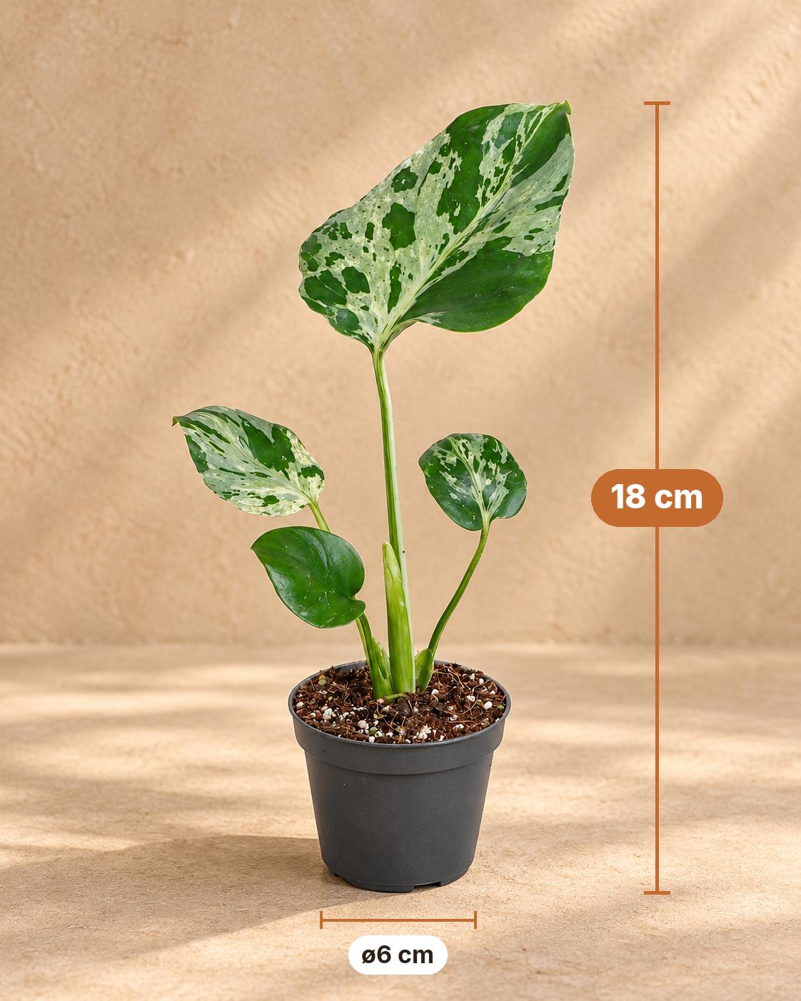 Monstera 18 cm wysokości, doniczka ø6 cm