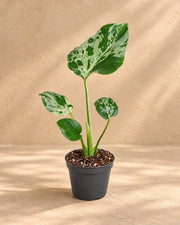 Monstera 18 cm wysokości, doniczka ø6 cm