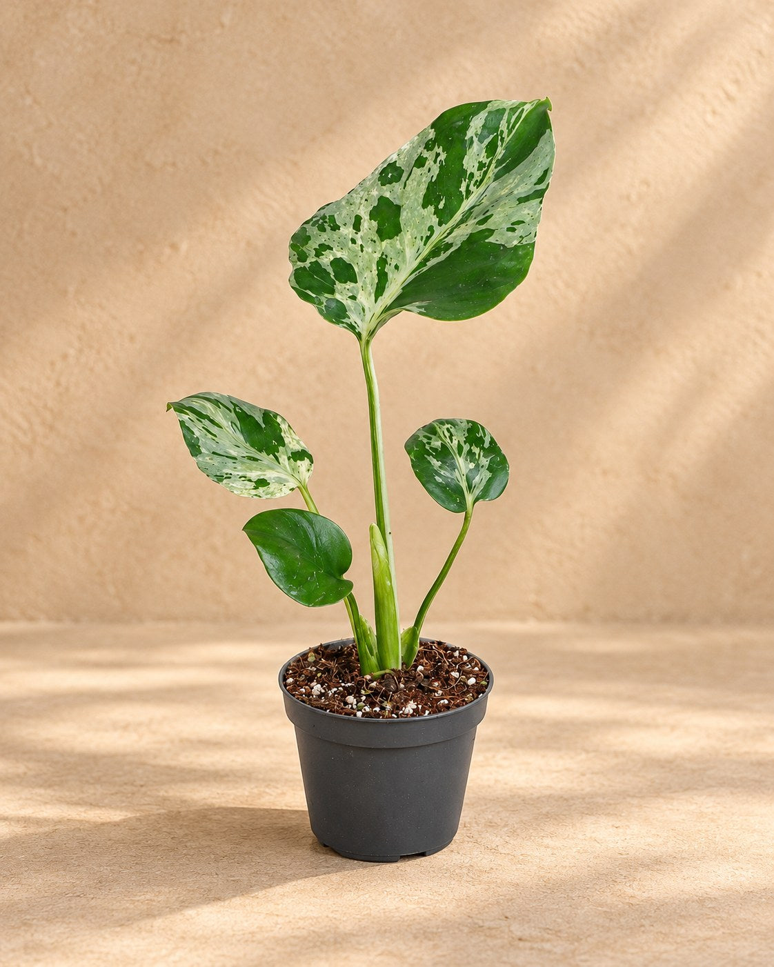 Monstera 18 cm wysokości, doniczka ø6 cm