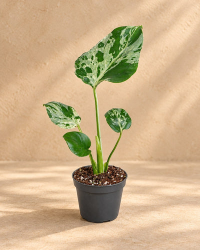 Monstera 18 cm wysokości, doniczka ø6 cm