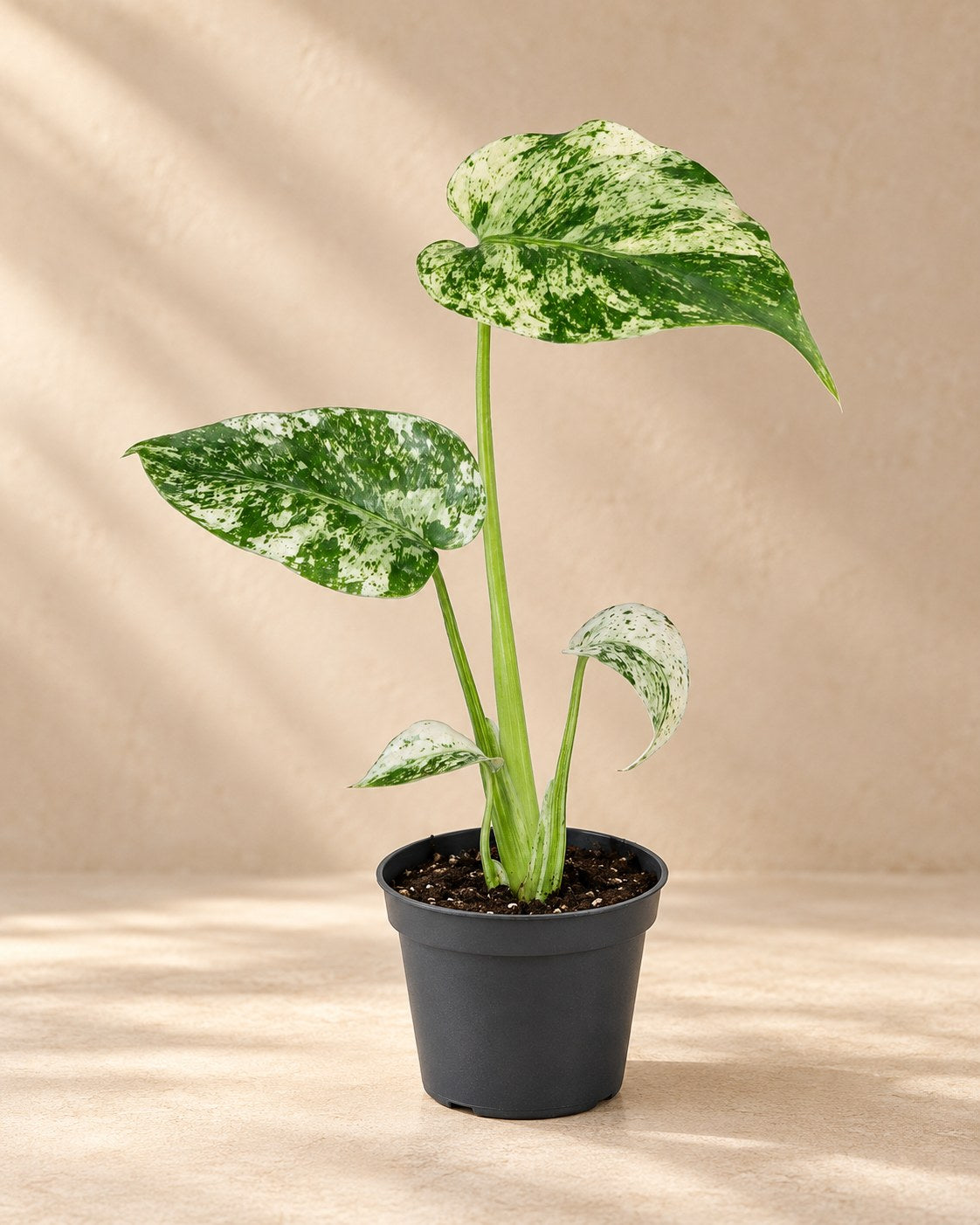 Broget fingerfilodendron 18 cm høj, potte ø6 cm