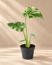 Bonte gatenplant (Monstera deliciosa 'Mint Variegated')