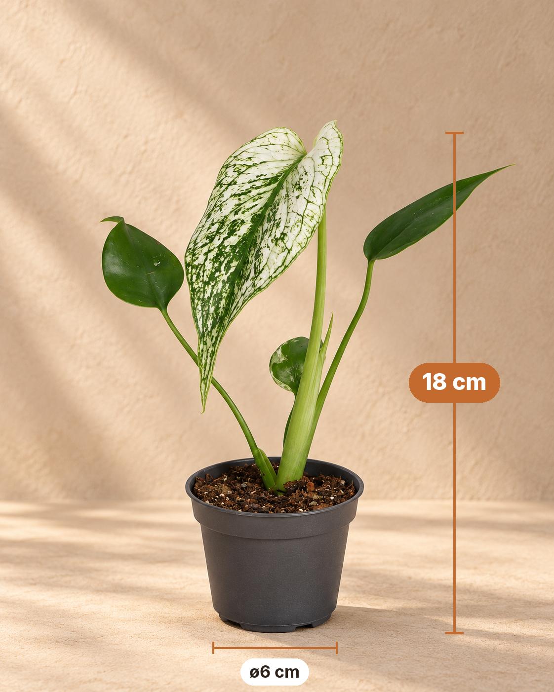 Monstera 'Devil Monster', 18 cm hoog, pot ø6 cm