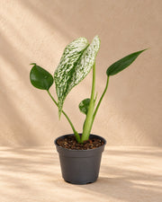 Monstera 'Devil Monster'