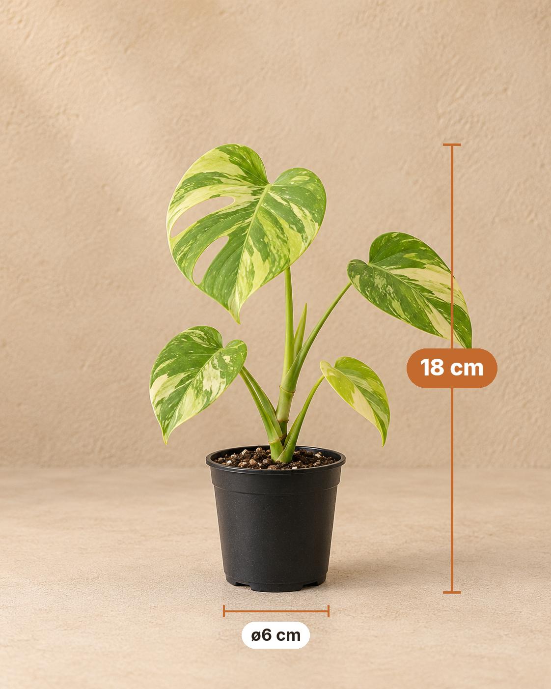Gatenplant (Monstera deliciosa 'Electro Light'), 18 cm hoog, pot ø6 cm