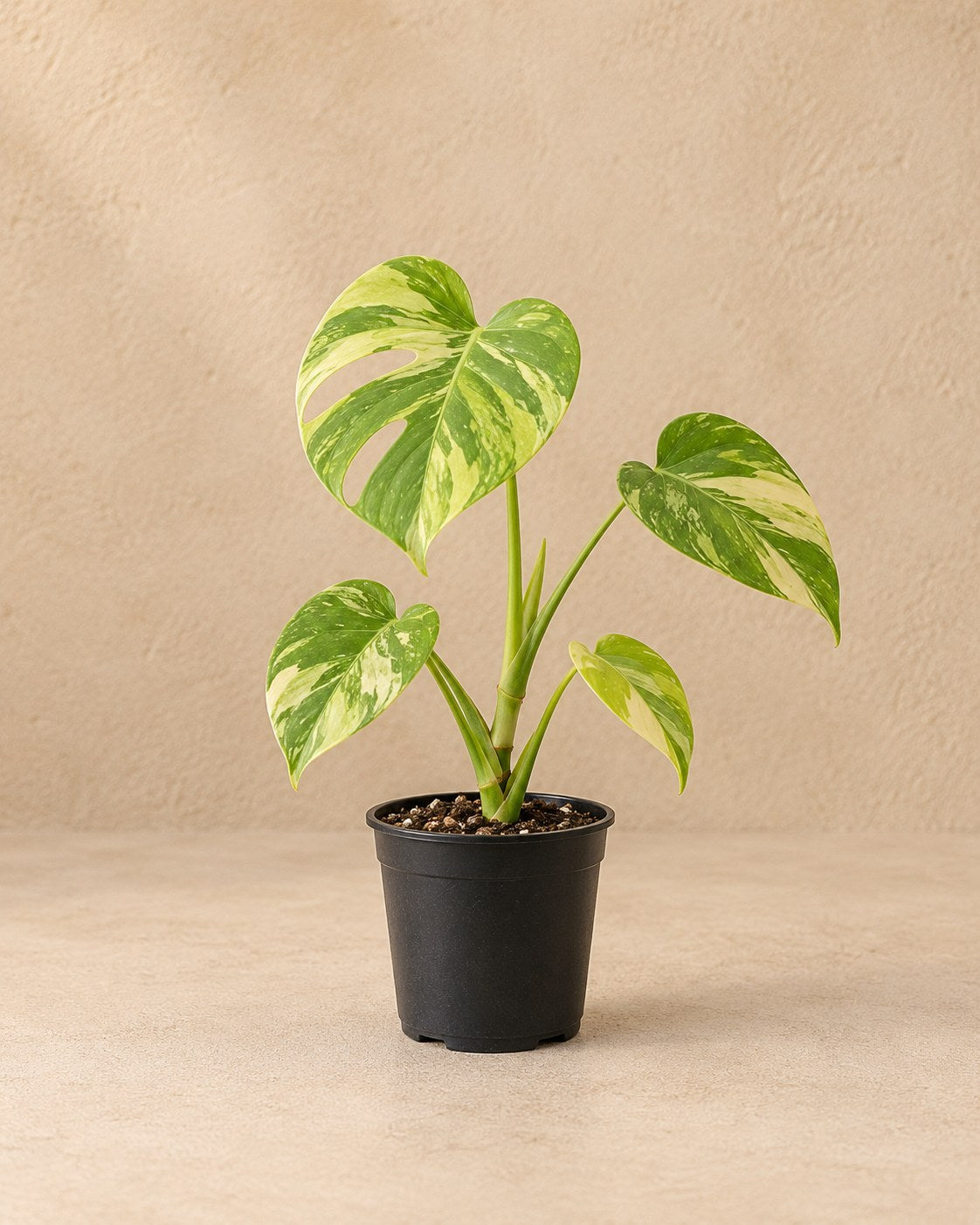 Fingerphilodendron 18 cm høj, potte ø6 cm