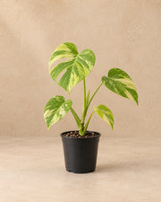 Gatenplant (Monstera deliciosa 'Electro Light')