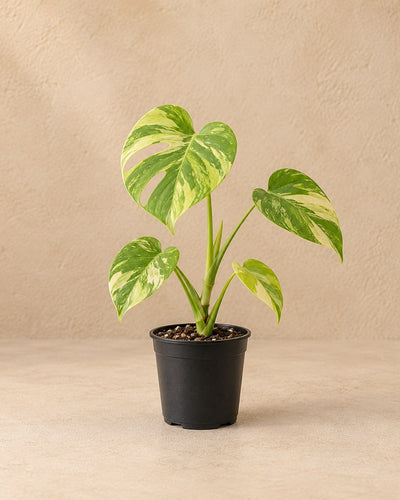 Gatenplant (Monstera deliciosa 'Electro Light')