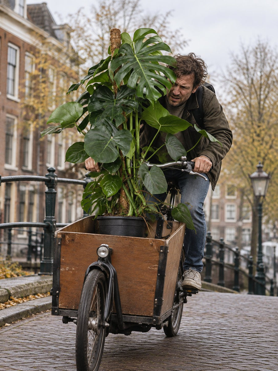 Een man fietst zwoegend met een grote Monstera in de bakfiets