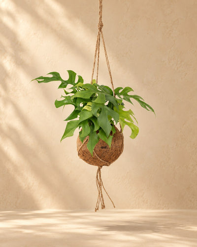 Mini monstera roślina zwisająca 25 cm wysokości, doniczka ø15 cm