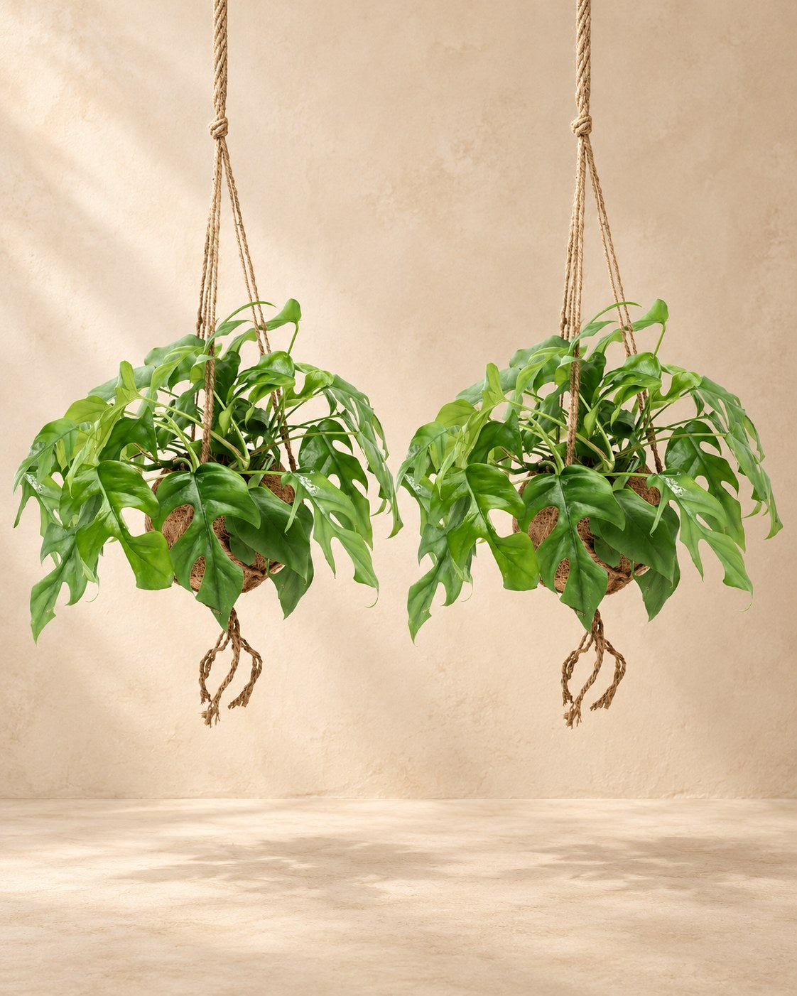 Monstera minima w wiszącej kokedamie