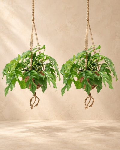 Monstera minima w wiszącej kokedamie