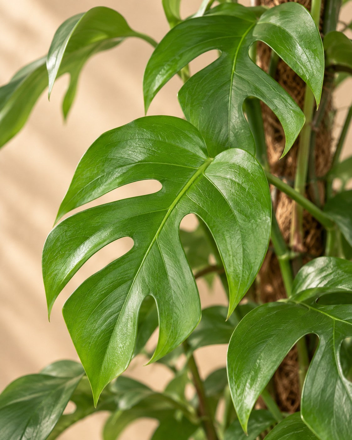 Närbild på bladen hos Monstera minima (Rhaphidophora tetrasperma)
