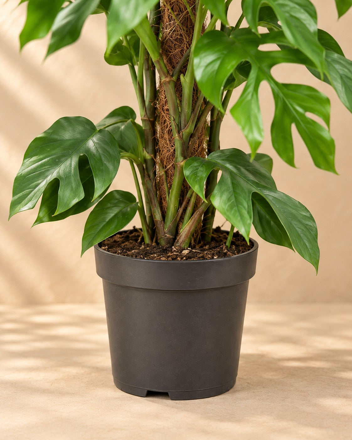 Nedre delen av Monstera minima (Rhaphidophora tetrasperma) med odlingskrukan