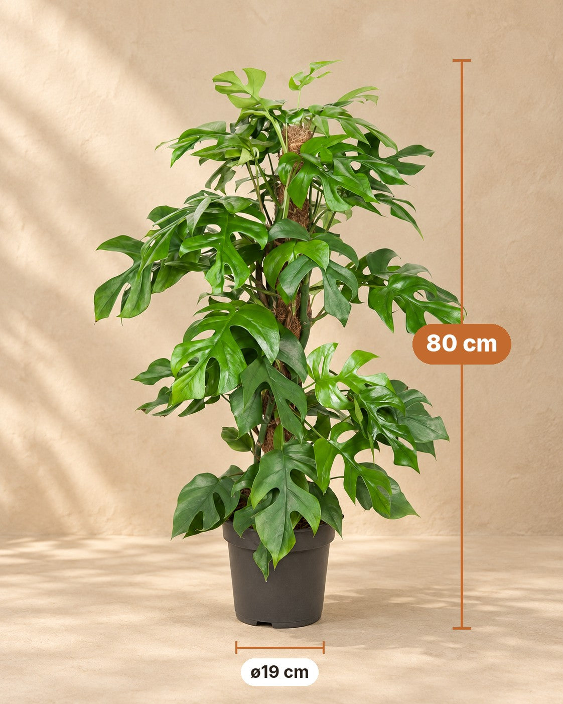 Mått Monstera minima: 80 cm hög, kruka ø19 cm