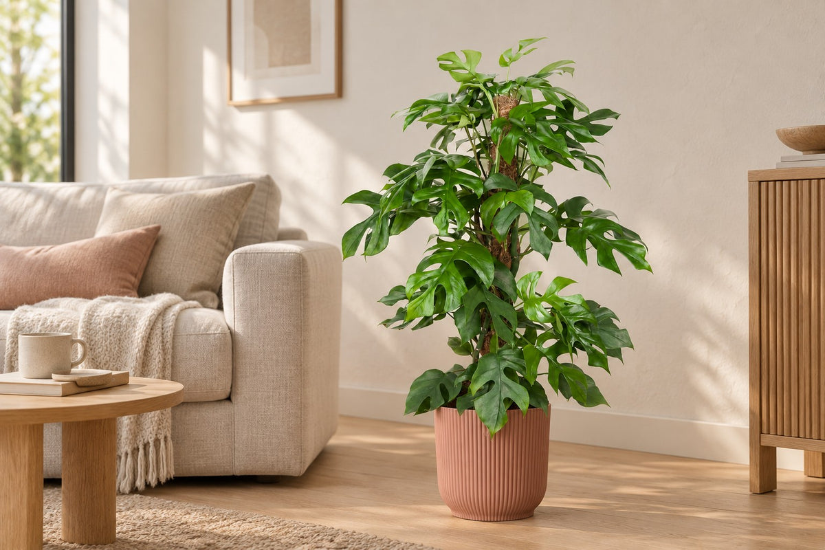 Monstera minima, 80 cm, i ytterkruka elho Vibes Fold Round roze i ett ljust vardagsrum