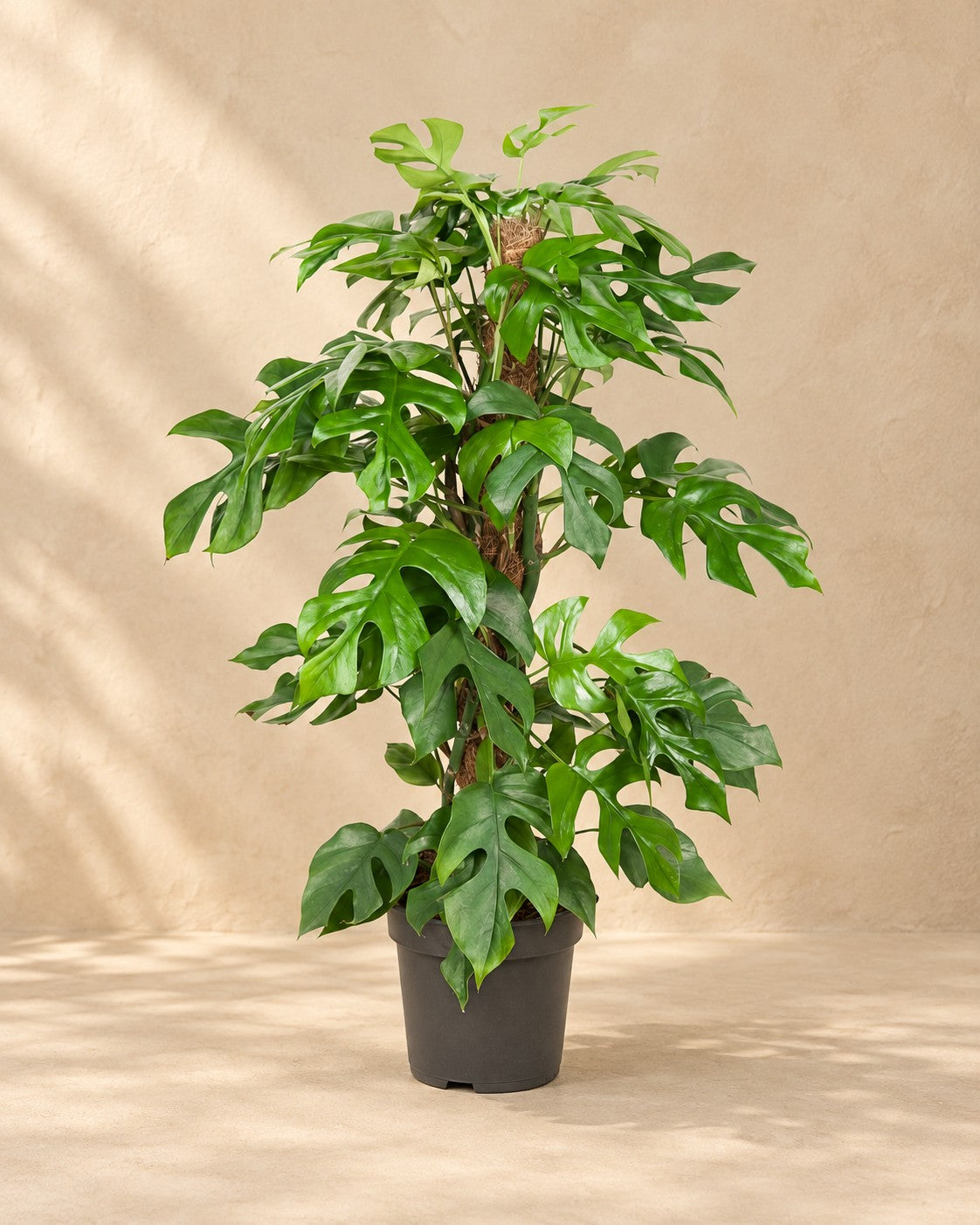Monstera minima (Rhaphidophora tetrasperma), 80 cm hög i en 19 cm odlingskruka