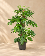 Monstera minima (Rhaphidophora tetrasperma), 80 cm hög i en 19 cm odlingskruka