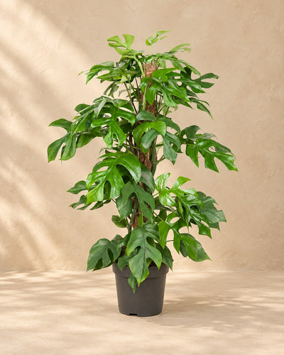 Monstera Minima (Rhaphidophora tetrasperma) van 80 cm hoog in kweekpot van 19 cm