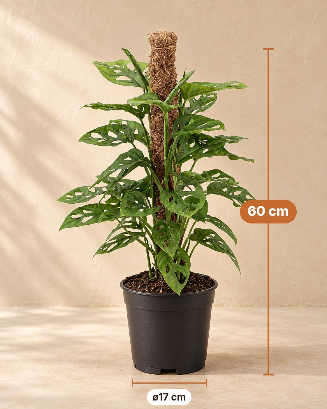 Gatenplant (Monstera adansonii 'Monkey'), 60 cm hoog, pot ø17 cm
