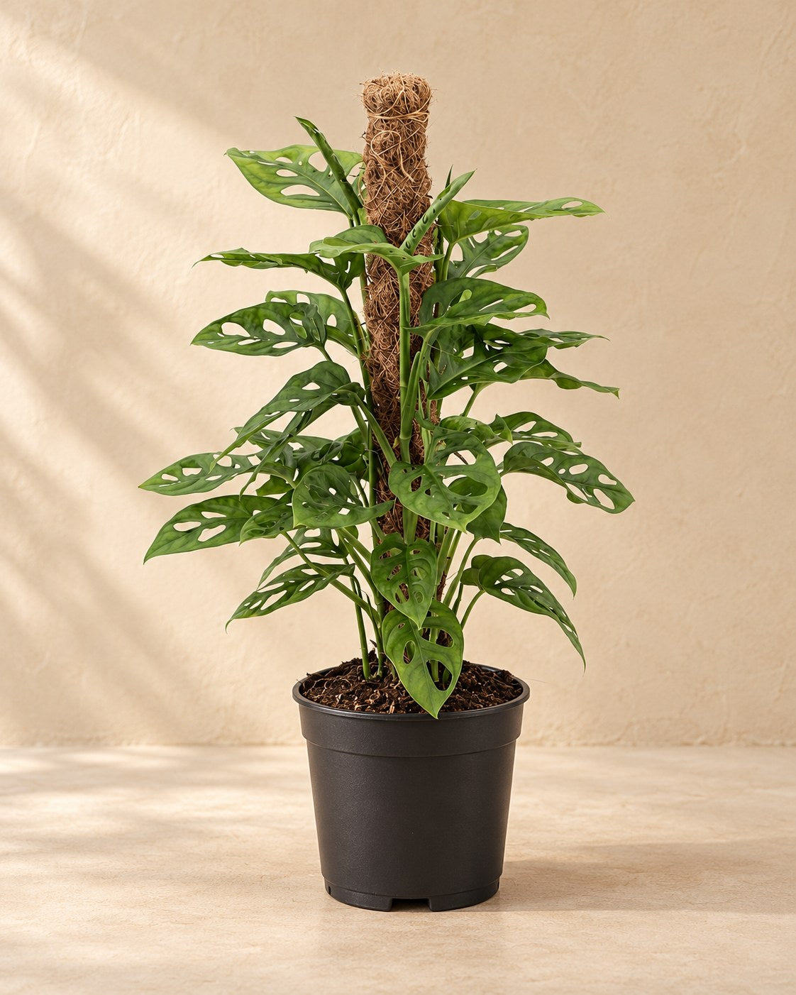 Gatenplant (Monstera adansonii 'Monkey')
