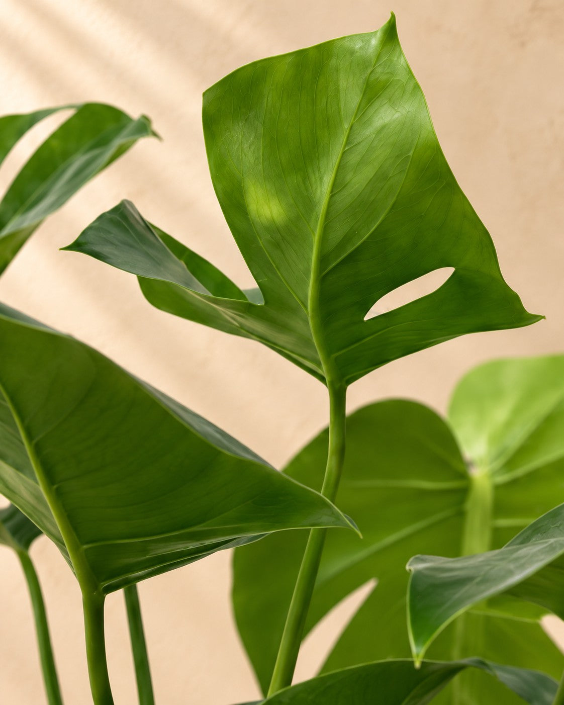Close-up van het blad van de Monstera (Monstera deliciosa)