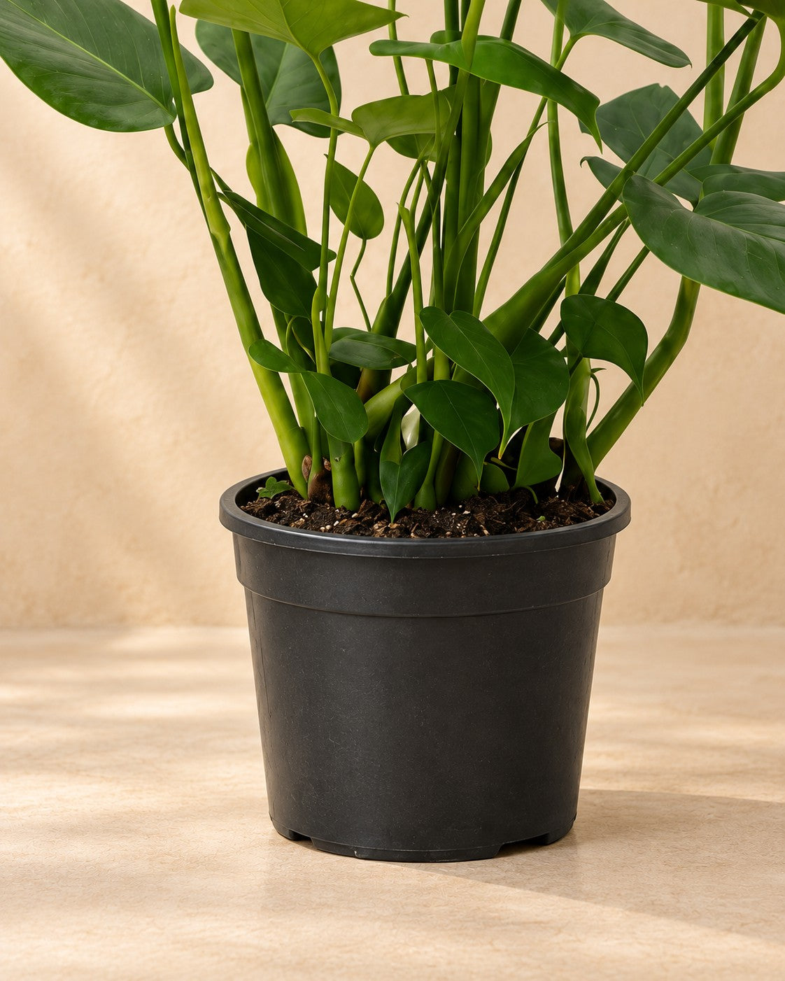 Nederste del af Monstera (Monstera deliciosa) med dyrkningspotten