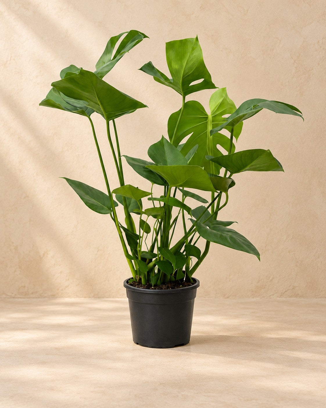 Monstera (Monstera deliciosa), 70 cm høj i en 17 cm dyrkningspotte