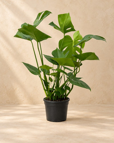 Monstera (Monstera deliciosa), 70 cm høj i en 17 cm dyrkningspotte
