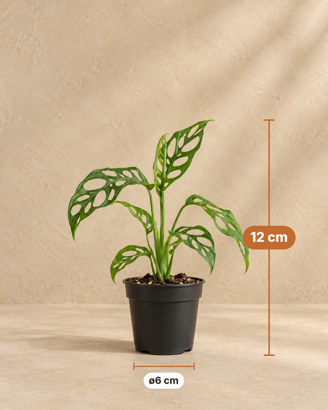 Monstera obliqua, 12 cm hoog, pot ø6 cm