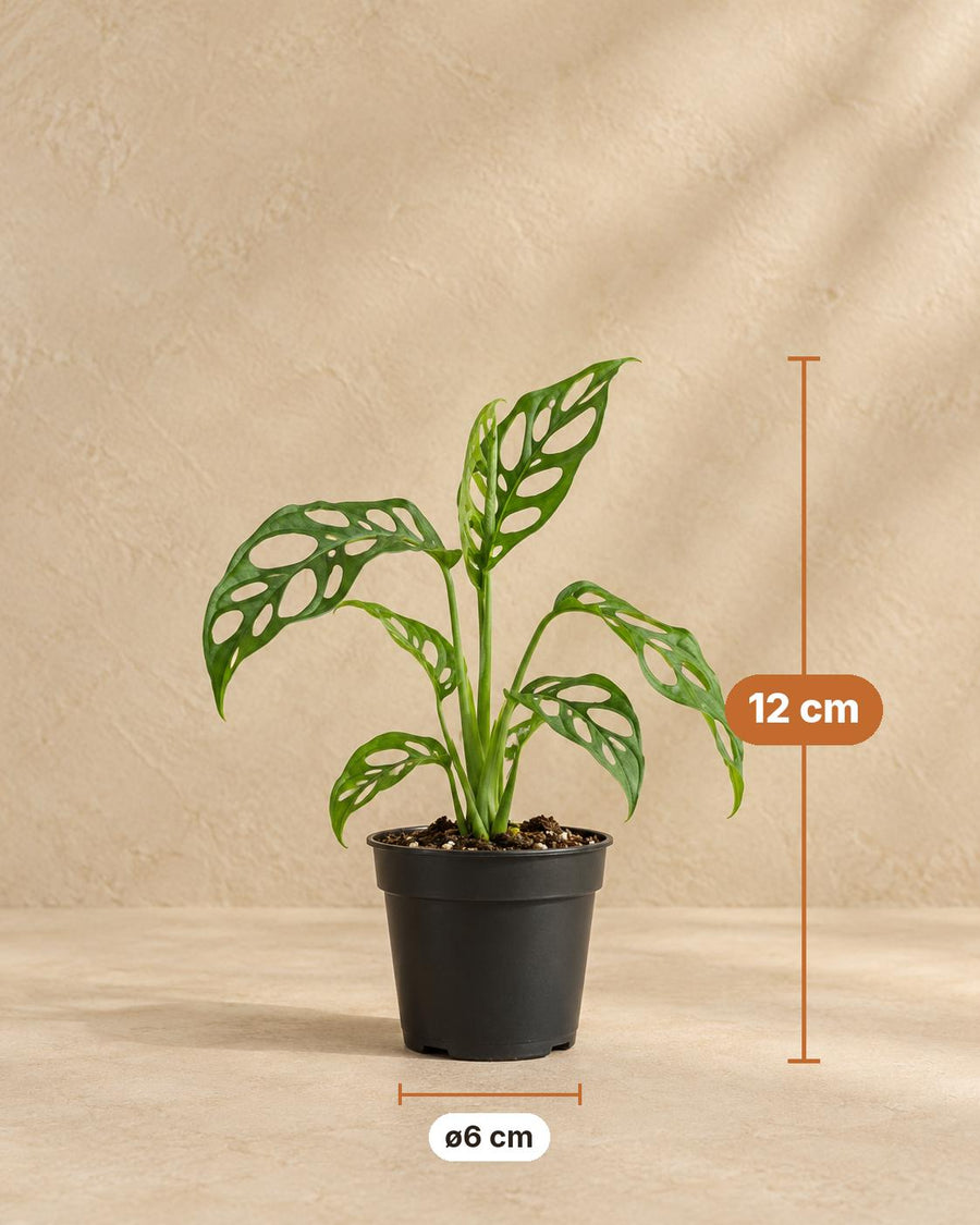 Monstera obliqua 12 cm hoog, pot ø6 cm