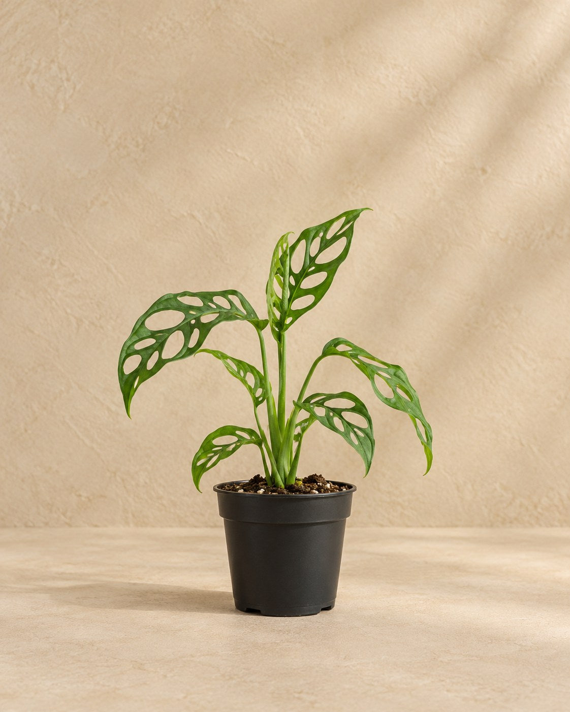 Monstera 12 cm høj, potte ø6 cm