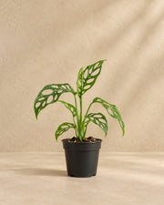Monstera obliqua