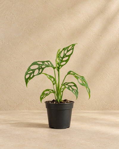 Monstera obliqua