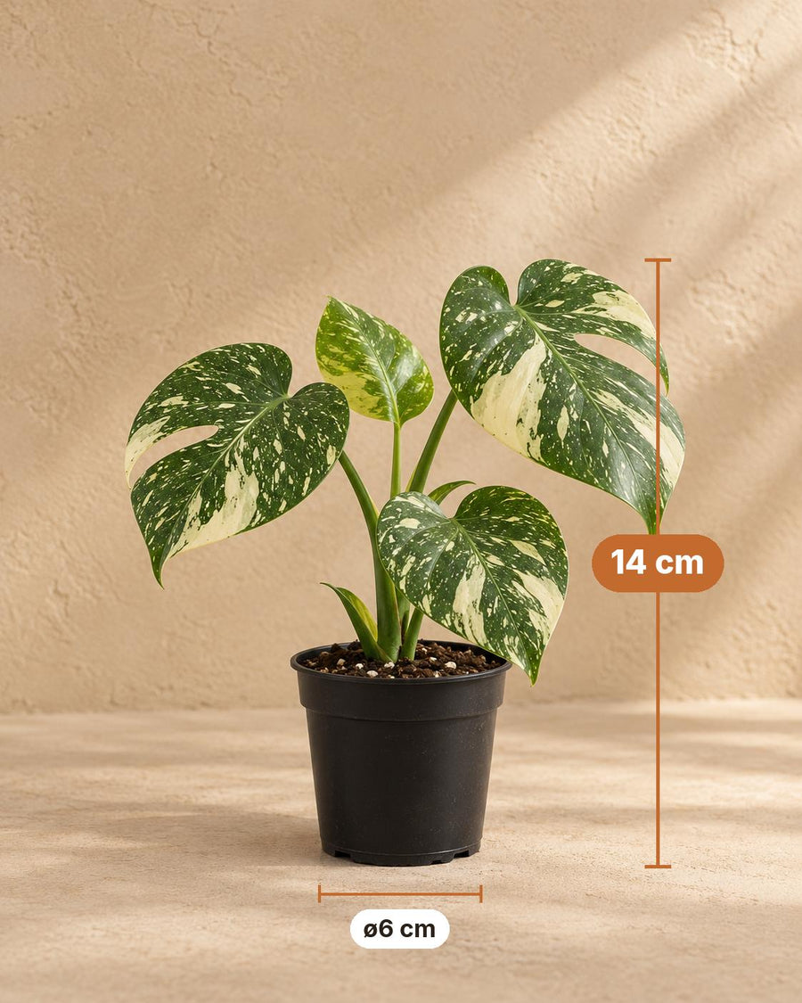 Gatenplant (Monstera deliciosa 'Thai Constellation') 14 cm hoog, pot ø6 cm